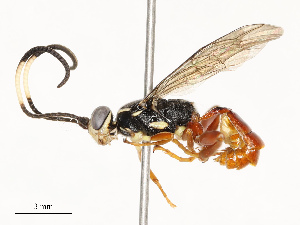  ( - CBG-A67842-G01)  @11 [ ] CreativeCommons - Attribution Share - Alike (2025) CBG Photography Group Centre for Biodiversity Genomics