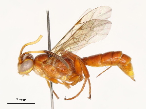  ( - CBG-A67843-A12)  @11 [ ] CreativeCommons - Attribution Share - Alike (2025) CBG Photography Group Centre for Biodiversity Genomics