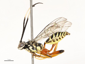  ( - CBG-A67843-C10)  @11 [ ] CreativeCommons - Attribution Share - Alike (2025) CBG Photography Group Centre for Biodiversity Genomics