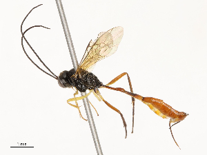  (Campoplex Malaise0527 - CBG-A67844-C01)  @11 [ ] CreativeCommons - Attribution Share - Alike (2025) CBG Photography Group Centre for Biodiversity Genomics