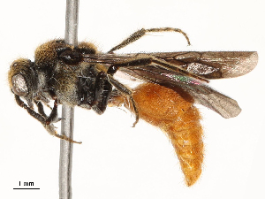  ( - CBG-A67844-C09)  @11 [ ] CreativeCommons - Attribution Share - Alike (2025) CBG Photography Group Centre for Biodiversity Genomics