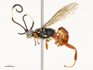  ( - CBG-A67845-B06)  @11 [ ] CreativeCommons - Attribution Share - Alike (2025) CBG Photography Group Centre for Biodiversity Genomics