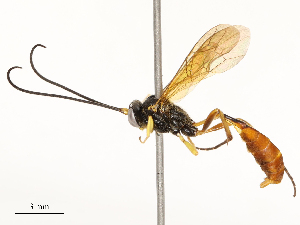  ( - CBG-A67845-E08)  @11 [ ] CreativeCommons - Attribution Share - Alike (2025) CBG Photography Group Centre for Biodiversity Genomics