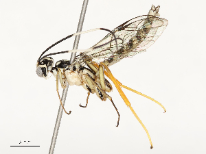  ( - CBG-A67846-A11)  @11 [ ] CreativeCommons - Attribution Share - Alike (2025) CBG Photography Group Centre for Biodiversity Genomics