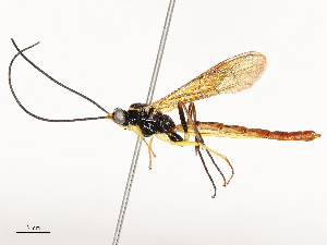  (Zaglyptomorpha auxiliadorae - CBG-A67846-E01)  @11 [ ] CreativeCommons - Attribution Share - Alike (2025) CBG Photography Group Centre for Biodiversity Genomics
