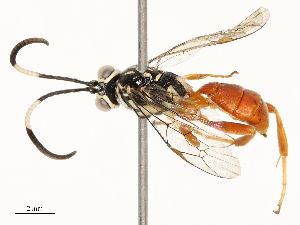  ( - CBG-A67846-E07)  @11 [ ] CreativeCommons - Attribution Share - Alike (2025) CBG Photography Group Centre for Biodiversity Genomics