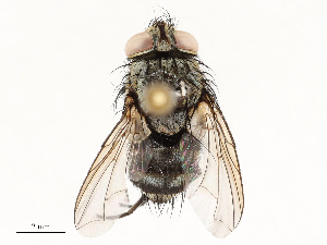  ( - CBG-A67847-G04)  @11 [ ] CreativeCommons - Attribution Share - Alike (2025) CBG Photography Group Centre for Biodiversity Genomics
