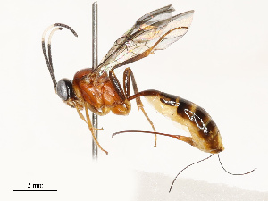  ( - CBG-A67849-F04)  @11 [ ] CreativeCommons - Attribution Share - Alike (2025) CBG Photography Group Centre for Biodiversity Genomics