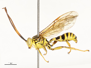  (Neotheronia malaise0983 - CBG-A67850-D08)  @11 [ ] CreativeCommons - Attribution Share - Alike (2025) CBG Photography Group Centre for Biodiversity Genomics
