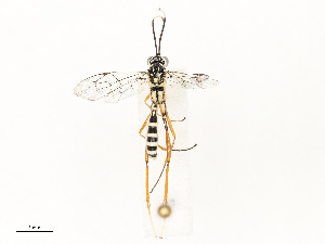  ( - CBG-A67850-H06)  @11 [ ] CreativeCommons - Attribution Share - Alike (2025) CBG Photography Group Centre for Biodiversity Genomics