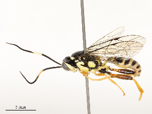  ( - CBG-A67851-D06)  @11 [ ] CreativeCommons - Attribution Share - Alike (2025) CBG Photography Group Centre for Biodiversity Genomics