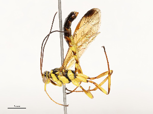  ( - CBG-A67851-D11)  @11 [ ] CreativeCommons - Attribution Share - Alike (2025) CBG Photography Group Centre for Biodiversity Genomics