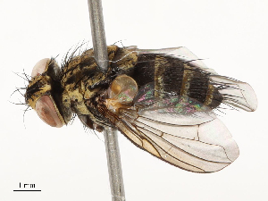  (Lixophaga Malaise1259 - CBG-A67852-D11)  @11 [ ] CreativeCommons - Attribution Share - Alike (2025) CBG Photography Group Centre for Biodiversity Genomics