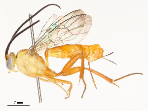  ( - CBG-A67852-F02)  @11 [ ] CreativeCommons - Attribution Share - Alike (2025) CBG Photography Group Centre for Biodiversity Genomics