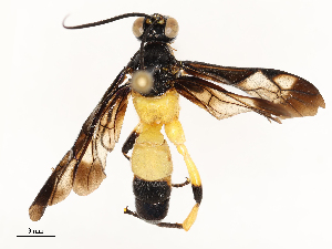  ( - CBG-A67853-D06)  @11 [ ] CreativeCommons - Attribution Share - Alike (2025) CBG Photography Group Centre for Biodiversity Genomics