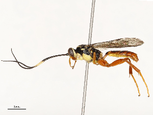  ( - CBG-A67854-A06)  @11 [ ] CreativeCommons - Attribution Share - Alike (2025) CBG Photography Group Centre for Biodiversity Genomics