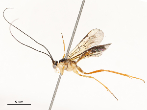  ( - CBG-A67855-G05)  @11 [ ] CreativeCommons - Attribution Share - Alike (2025) CBG Photography Group Centre for Biodiversity Genomics