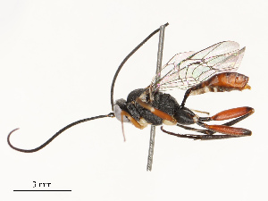  ( - CBG-A67856-C09)  @11 [ ] CreativeCommons - Attribution Share - Alike (2025) CBG Photography Group Centre for Biodiversity Genomics
