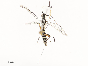  ( - CBG-A67856-G02)  @11 [ ] CreativeCommons - Attribution Share - Alike (2025) CBG Photography Group Centre for Biodiversity Genomics