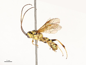  ( - CBG-A67944-E06)  @11 [ ] CreativeCommons - Attribution Share - Alike (2025) CBG Photography Group Centre for Biodiversity Genomics