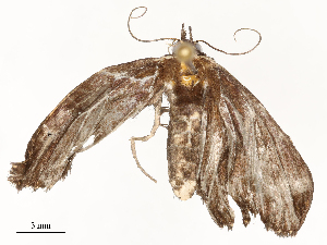  ( - CBG-A67956-F02)  @11 [ ] CreativeCommons - Attribution Share - Alike (2025) CBG Photography Group Centre for Biodiversity Genomics