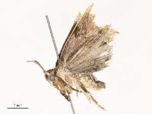  (Stenoma Malaaise6269 - CBG-A67956-G04)  @11 [ ] CreativeCommons - Attribution Share - Alike (2025) CBG Photography Group Centre for Biodiversity Genomics