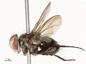  ( - CBG-A67956-H03)  @11 [ ] CreativeCommons - Attribution Share - Alike (2025) CBG Photography Group Centre for Biodiversity Genomics