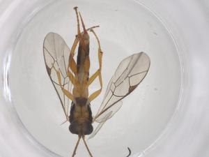  ( - CBG-A68386-A02)  @11 [ ] CreativeCommons - Attribution Share - Alike (2025) Centre for Biodiversity Genomics Centre for Biodiversity Genomics