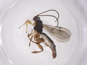  ( - CBG-A68391-A10)  @11 [ ] CreativeCommons - Attribution Share - Alike (2025) Centre for Biodiversity Genomics Centre for Biodiversity Genomics