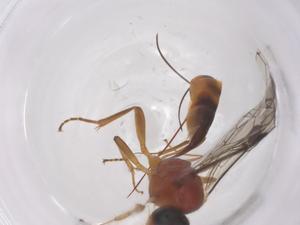  ( - CBG-A68393-A02)  @11 [ ] CreativeCommons - Attribution Share - Alike (2025) Centre for Biodiversity Genomics Centre for Biodiversity Genomics