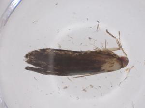  ( - CBG-A68401-G03)  @11 [ ] CreativeCommons - Attribution Share - Alike (2025) Centre for Biodiversity Genomics Centre for Biodiversity Genomics