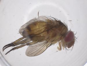  ( - CBG-A68401-H05)  @11 [ ] CreativeCommons - Attribution Share - Alike (2025) Centre for Biodiversity Genomics Centre for Biodiversity Genomics