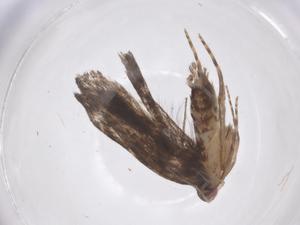  ( - CBG-A68410-H08)  @11 [ ] CreativeCommons - Attribution Share - Alike (2025) Centre for Biodiversity Genomics Centre for Biodiversity Genomics