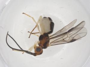  ( - CBG-A68414-A08)  @11 [ ] CreativeCommons - Attribution Share - Alike (2025) Centre for Biodiversity Genomics Centre for Biodiversity Genomics