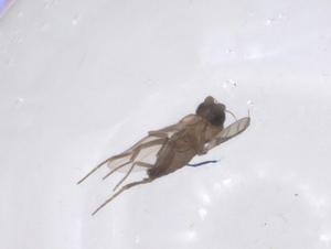  ( - CBG-A68426-D04)  @11 [ ] CreativeCommons - Attribution Share - Alike (2025) Centre for Biodiversity Genomics Centre for Biodiversity Genomics