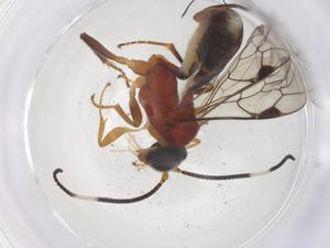  ( - CBG-A68427-A09)  @11 [ ] CreativeCommons - Attribution Share - Alike (2025) Centre for Biodiversity Genomics Centre for Biodiversity Genomics