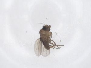  ( - CBG-A68446-C10)  @11 [ ] CreativeCommons - Attribution Share - Alike (2025) Centre for Biodiversity Genomics Centre for Biodiversity Genomics