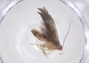  ( - CBG-A68451-E03)  @11 [ ] CreativeCommons - Attribution Share - Alike (2025) Centre for Biodiversity Genomics Centre for Biodiversity Genomics