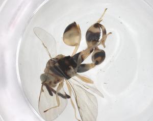  (chalMalaise01 Malaise0925 - CBG-A68465-A06)  @11 [ ] CreativeCommons - Attribution Share - Alike (2025) Centre for Biodiversity Genomics Centre for Biodiversity Genomics