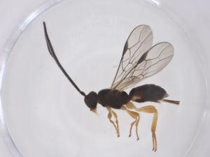  ( - CBG-A68468-A03)  @11 [ ] CreativeCommons - Attribution Share - Alike (2025) Centre for Biodiversity Genomics Centre for Biodiversity Genomics