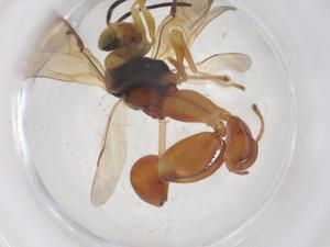  ( - CBG-A68469-A08)  @11 [ ] CreativeCommons - Attribution Share - Alike (2025) Centre for Biodiversity Genomics Centre for Biodiversity Genomics