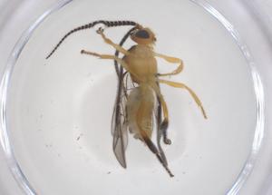  ( - CBG-A68476-D09)  @11 [ ] CreativeCommons - Attribution Share - Alike (2025) Centre for Biodiversity Genomics Centre for Biodiversity Genomics