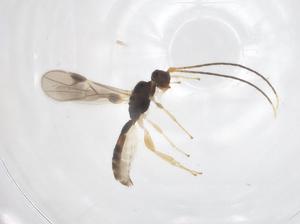  ( - CBG-A68479-F12)  @11 [ ] CreativeCommons - Attribution Share - Alike (2025) Centre for Biodiversity Genomics Centre for Biodiversity Genomics