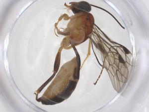  ( - CBG-A68484-F02)  @11 [ ] CreativeCommons - Attribution Share - Alike (2025) Centre for Biodiversity Genomics Centre for Biodiversity Genomics