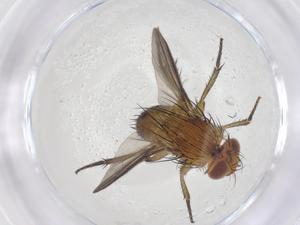  ( - CBG-A68485-B04)  @11 [ ] CreativeCommons - Attribution Share - Alike (2025) Centre for Biodiversity Genomics Centre for Biodiversity Genomics