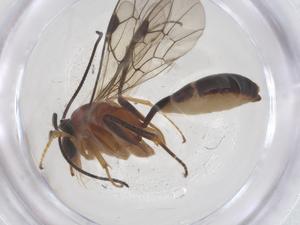  ( - CBG-A68487-B11)  @11 [ ] CreativeCommons - Attribution Share - Alike (2025) Centre for Biodiversity Genomics Centre for Biodiversity Genomics