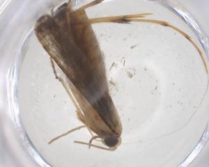  (ereMalaise8488 - CBG-A68488-E02)  @11 [ ] CreativeCommons - Attribution Share - Alike (2025) Centre for Biodiversity Genomics Centre for Biodiversity Genomics