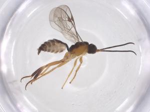  ( - CBG-A68493-B11)  @11 [ ] CreativeCommons - Attribution Share - Alike (2025) Centre for Biodiversity Genomics Centre for Biodiversity Genomics