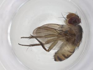  ( - CBG-A68529-A07)  @11 [ ] CreativeCommons - Attribution Share - Alike (2025) Centre for Biodiversity Genomics Centre for Biodiversity Genomics