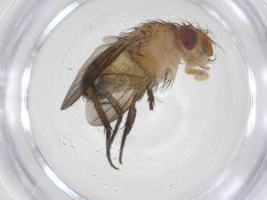  ( - CBG-A68531-G09)  @11 [ ] CreativeCommons - Attribution Share - Alike (2025) Centre for Biodiversity Genomics Centre for Biodiversity Genomics